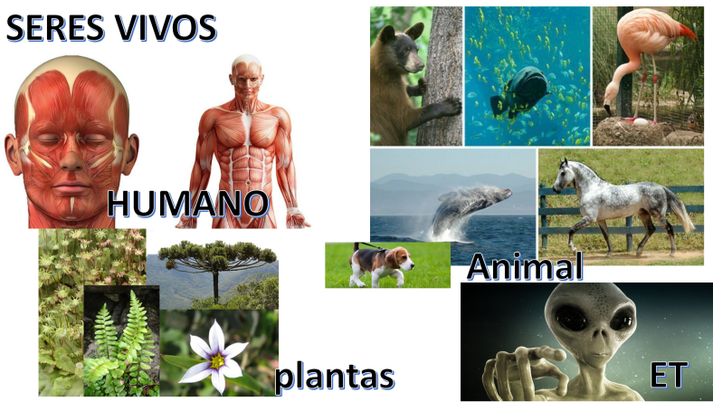 y4) Portuguese class 4 – Living beings – humans